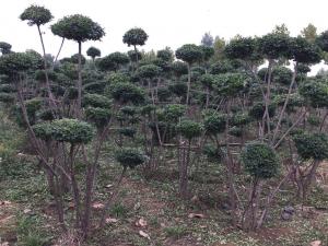 苗圃圖片（造型女貞樹）