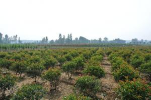 苗圃圖片（紅葉石楠球）