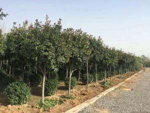 苗圃圖片 （石楠樹）